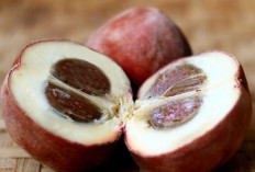 Jaga Kesehatan Mata dan Kulit dengan Buah Mentega