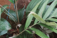 Manfaatkan Biji, Kulit dan Daun Salak untuk Kesehatan Mata dan Pencernaan