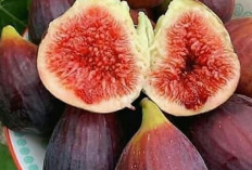 Tin : Buah Kecil dari Negeri Jauh yang Jadi Primadona di Indonesia