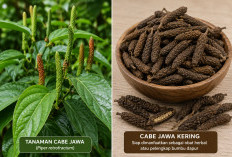 Cabe Jawa Rempah Tradisional dengan Segudang Khasiat, Kaum Adam Wajib Tahu!