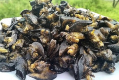 Obati  Penyakit Liver dan Hepatitis dengan Daging Bekicot
