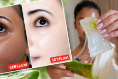 Lidah Buaya, Rahasia Cantik Alami yang Tak Pernah Pudar di Tengah Tren Perawatan Modern