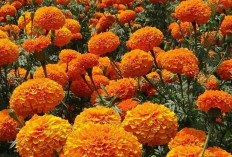 Cegah Katarak dan Obati Sakit Tenggorokan dengan Bunga Marigold 