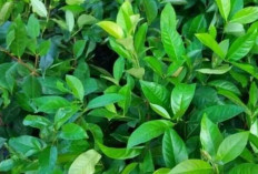 Manfaat Daun Salam: Lebih dari Sekadar Aroma di Dapur