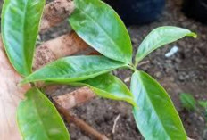 Obati Infeksi Mulut dan Tenggorokan dengan Daun Jambu Jamaika