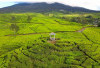 Menjelajah Pagar Alam : Pesona Gunung Dempo, Kebun Teh, dan Kopi Arabika yang Mendunia !