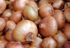 Bawang Bombay: Si Bulat Kaya Manfaat yang Semakin Dicari Masyarakat