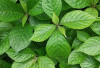 Obati Kencing Batu dengan Daun Bengang