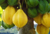 Kurangi Keriput dan Haluskan Kulit dengan Buah Carica