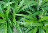 Atasi Stres dan Insomnia dengan Daun Pandan