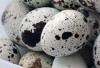 Telur Puyuh : Benarkah Bisa Menyebabkan Kolesterol Tinggi?