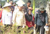 Bupati Askolani dan Wabup Netta Launching Perdana Tabur Benih IP 300 di Karang Agung Ilir