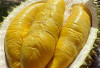 Cara Memilih Durian Matang Berkualitas agar Nikmat di Setiap Gigitan