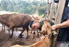 Diskannak OKU Timur Pastikan Stok Hewan Kurban Melimpah 