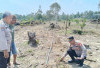 Memasuki Musim Kemarau, Tinjau Perkembangan Lahan Jagung  