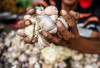 Harga Pangan 2 November 2024 :  Bawang Putih Sentuh Angka Rp40.350 per Kilogram !  