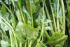 Obati Asam Urat dengan Sayur Peleng 
