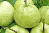 Jambu Kristal, Buah Renyah dengan Segudang Manfaat yang Semakin Diminati