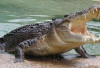 Buaya Muncul dari Sungai, Warga Desa Belanti SP Padang Mendadak Heboh