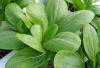 Sayur Pakcoy, Sayuran Hijau Favorit dengan Segudang Manfaat untuk Kesehatan