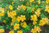  Obati Pembengkakan Limpa dengan Bunga Alamanda