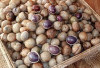 Kacang Bogor Dapat Meningkatkan Daya Ingat dan Kesehatan Otak