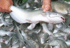 Bukan Hanya Salmon, Ini Daftar Ikan Lokal Kaya OMG-3