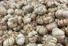 Bawang Putih : Bumbu Dapur Serbaguna dengan Segudang Manfaat Kesehatan