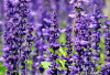 Manfaat Bunga Lavender, Si Cantik yang Menenangkan dan Kaya Khasiat