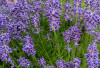 Bunga Lavender : Si Cantik Ungu yang Menenangkan dan Sarat Manfaat