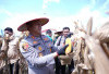 Panen Raya Jagung di Ogan Ilir Produksi Capai 42.597 Ton