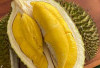 Jenis-Jenis Durian, Si Raja Buah dengan Cita Rasa yang Beragam