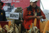 Panen Raya Jagung Banyuasin : Bupati Askolani Optimis Jadi Lumbung Pangan Indonesia !