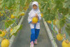 Wisata Edukasi Seru di Kebun Melon The Zafarm Palembang, Belajar Sambil Berlibur 