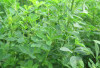 Tingkatkan Produksi ASI dengan Daun Alfalfa