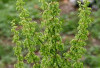 Sembuhkan Rematik dan Arthritis dengan Tanaman Rumex