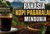 Rahasia Kopi Robusta Pagaralam Mendunia, dari Jemuran Petani hingga Aroma Khas Lewat Penggorengan Kayu Bakar