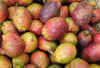Asal Usul Buah Matoa, Buah Khas Papua dengan Rasa Unik