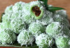 Kue Klepon: Camilan Tradisional yang Melekat di Hati Masyarakat Indonesia