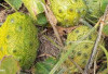 Kuatkan Tulang dan Sehatkan Mata dengan Buah Kiwano