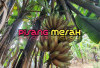 Redakan Asam Lambung dan Jaga Kesehatan Ginjal dengan Pisang Merah
