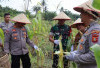 Sinergi Polri Panen Jagung Perdana dari Eks Lahan Tambang