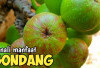 Obati Penyakit Eksim dan Diare dengan Buah Gondang 