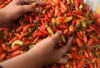  Harga Pangan 9 Mei 2025 : Ayam Capai Rp36 Ribu, Cabai Rawit Tembus Rp65 Ribu per Kilogram ! 