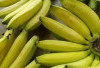 Tingkatkan Daya Ingat dan Konsentrasi dengan Pisang Ambon