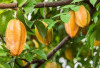 Belimbing Jadi Buah Unggulan dengan Potensi Ekonomi dan Manfaat Kesehatan yang Menjanjikan