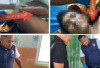 Petani di OKU Tewas Tersengat Listrik Saat Sedang Memanen Sawit