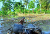 Masyarakat Negeri Agraris