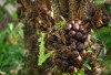 Dukung Fungsi Otot dan Saraf dengan Buah Salak