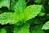 Segarnya Daun Mint, Bahan Favorit untuk Minuman Kekinian dan Tradisional